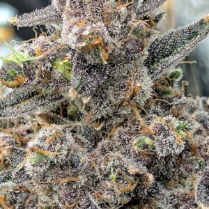 Flowering Week - 15 - God’s Gift - 4