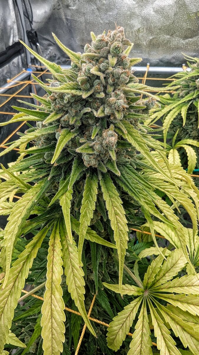 bbs-grow-diaries/week-552436-diary-528437-user-38149-69851f282ac10