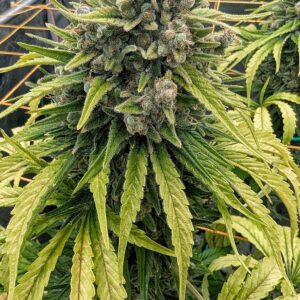 Flowering Week - 15 - God’s Gift - 5