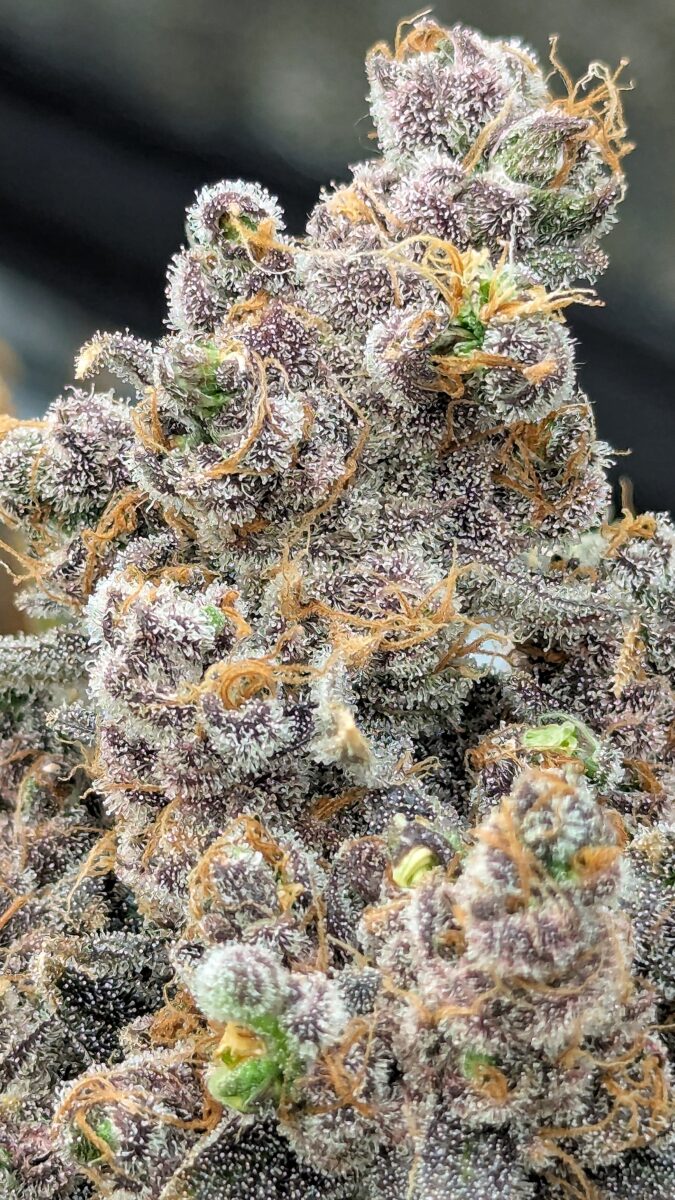 bbs-grow-diaries/week-552436-diary-528437-user-38149-69851f2a3741b