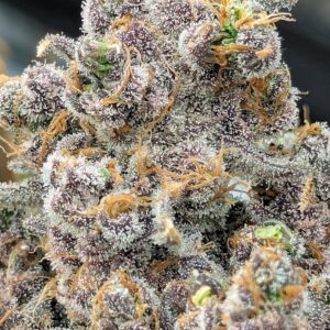 Flowering Week - 15 - God’s Gift - 6