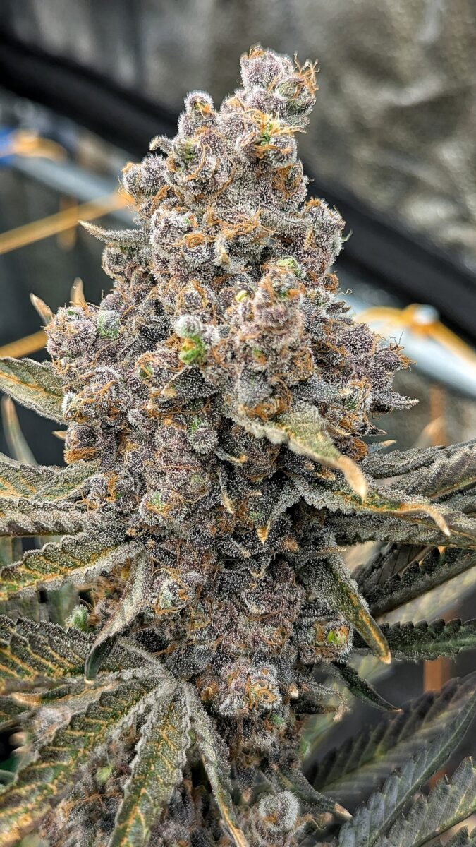 bbs-grow-diaries/week-552436-diary-528437-user-38149-69851f2c70776