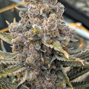 Flowering Week - 15 - God’s Gift - 7