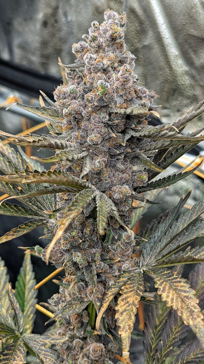 bbs-grow-diaries/week-552436-diary-528437-user-38149-69851f2ef0e17