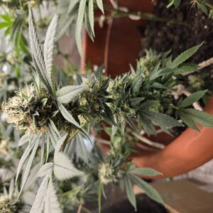 Flowering Week - 13 - Fat Bastard - 1