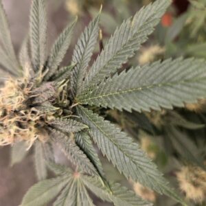 Flowering Week - 13 - Fat Bastard - 2