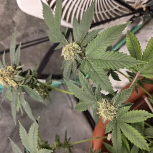 Flowering Week - 13 - Fat Bastard - 3