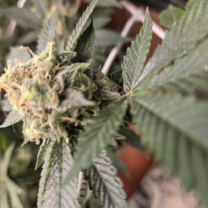 Flowering Week - 13 - Fat Bastard - 4