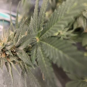 Flowering Week - 13 - Fat Bastard - 5