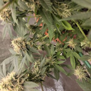 Fat Bastard - Flowering Week - 13