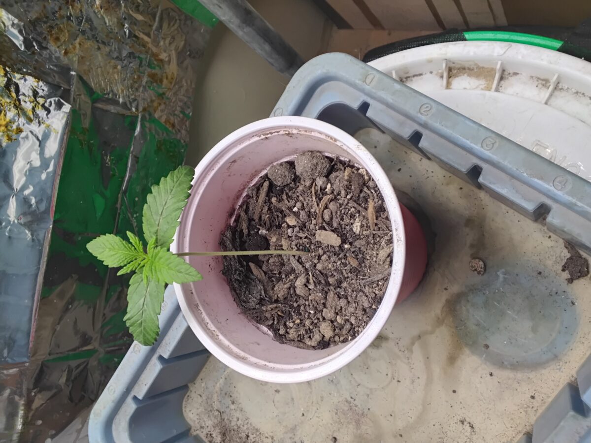 bbs-grow-diaries/week-553211-diary-551228-user-7727-698a6e94bdcf6