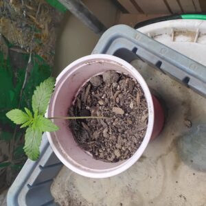 bbs-grow-diaries/week-553211-diary-551228-user-7727-698a6e94bdcf6