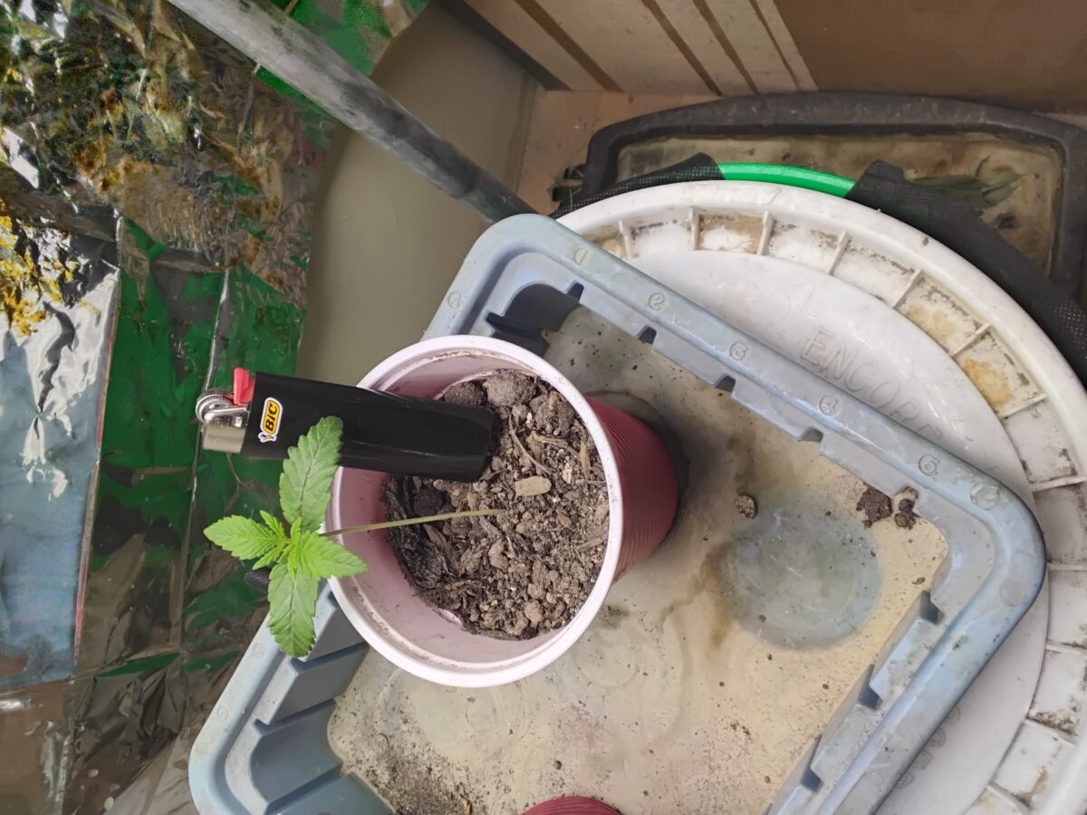 bbs-grow-diaries/week-553211-diary-551228-user-7727-698a6e96a8321