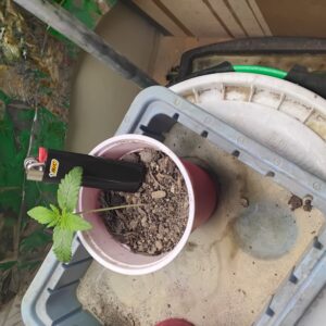 bbs-grow-diaries/week-553211-diary-551228-user-7727-698a6e96a8321