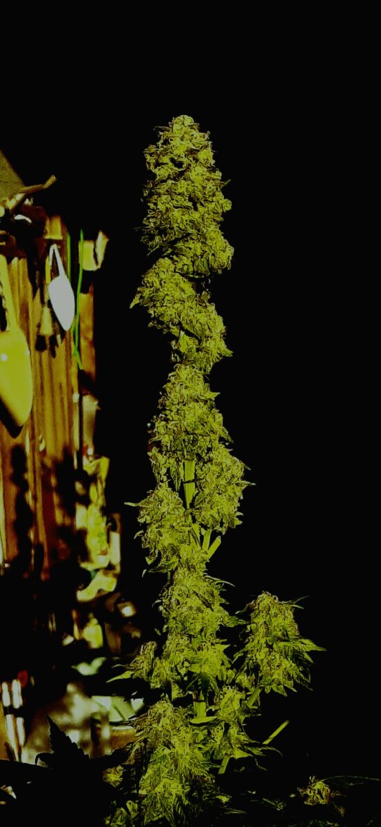 bbs-grow-diaries/week-553424-diary-553419-user-29395-698b5a460b6e7