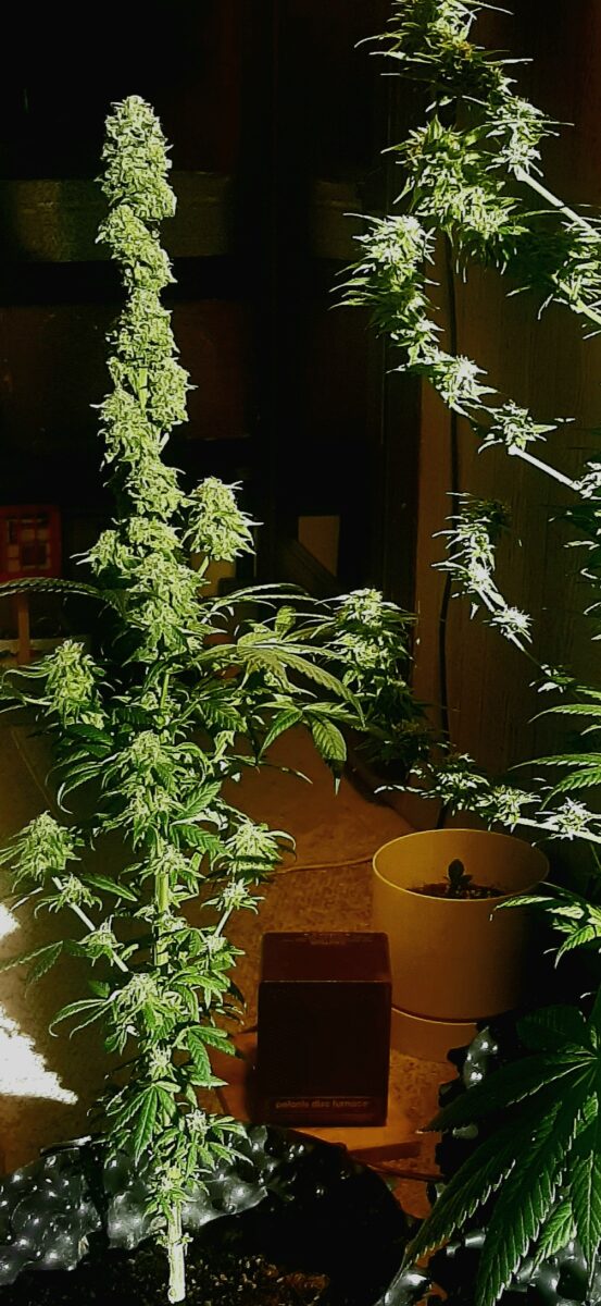 bbs-grow-diaries/week-553459-diary-553419-user-29395-698b6f8ccfe7f