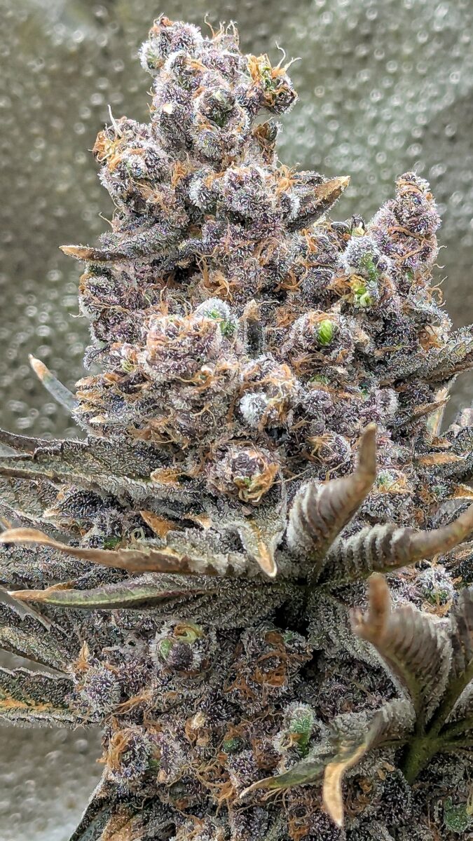 bbs-grow-diaries/week-553508-diary-528437-user-38149-698bd47200ab1