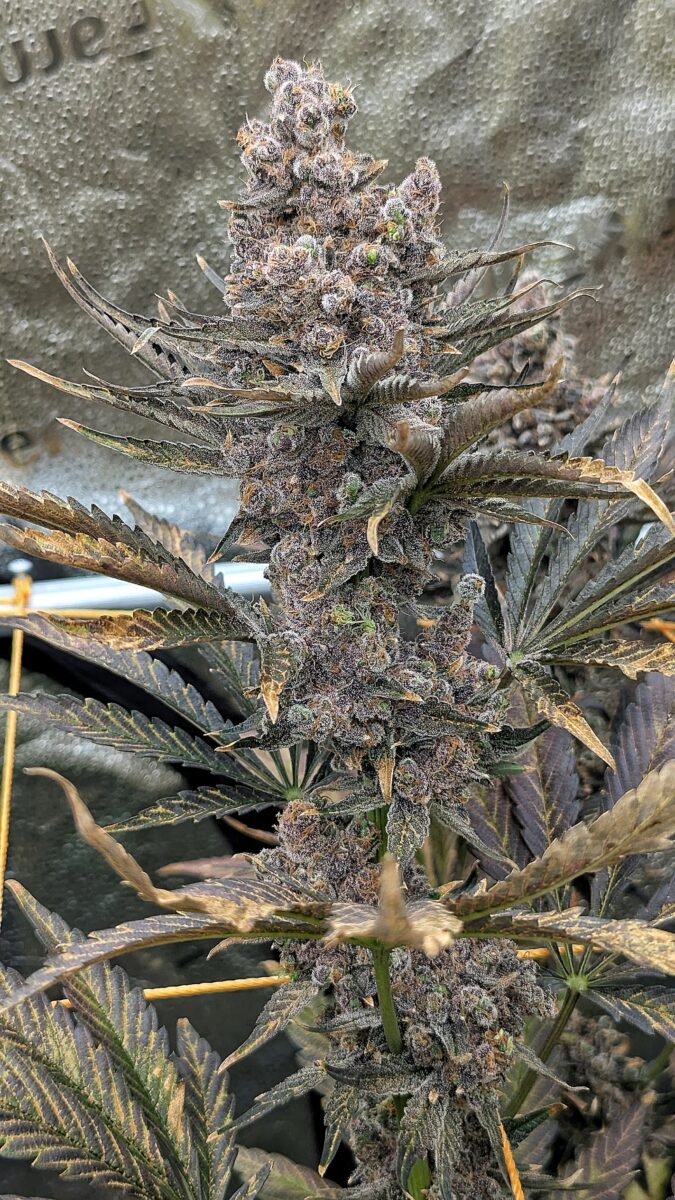 bbs-grow-diaries/week-553508-diary-528437-user-38149-698bd474ef2df