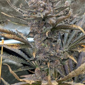 Flowering Week - 16 - God’s Gift - 2