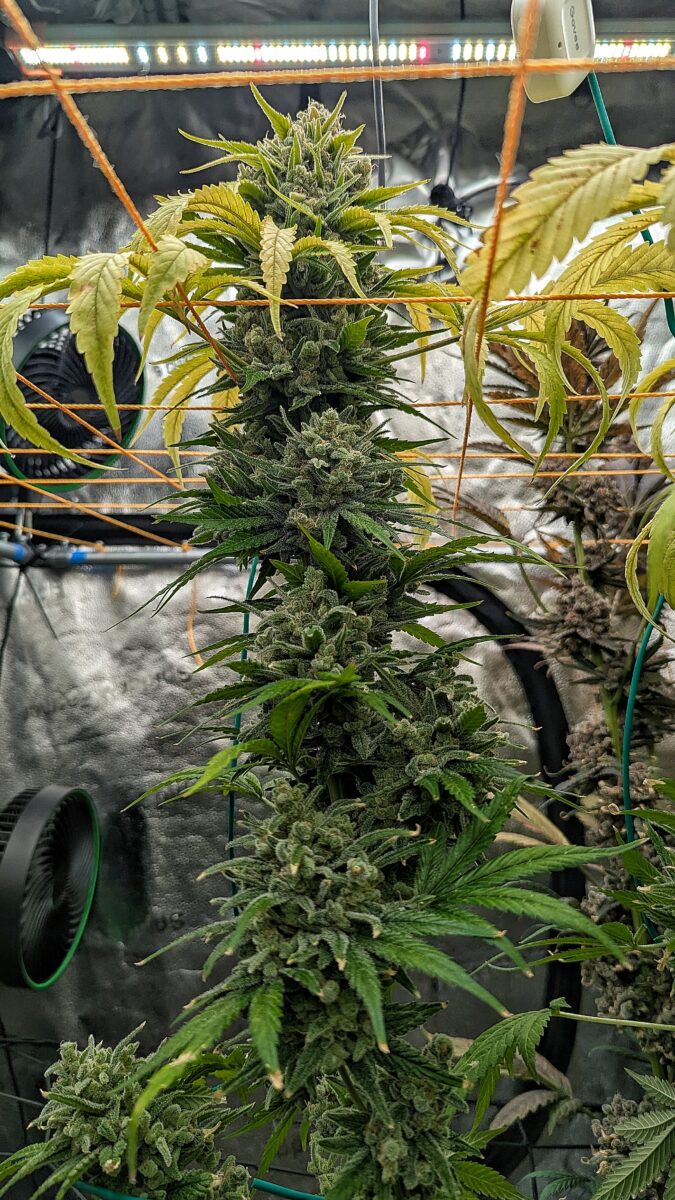 bbs-grow-diaries/week-553508-diary-528437-user-38149-698bd477125c9