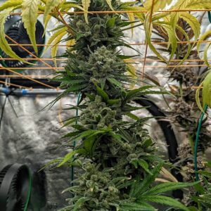 Flowering Week - 16 - God’s Gift - 3