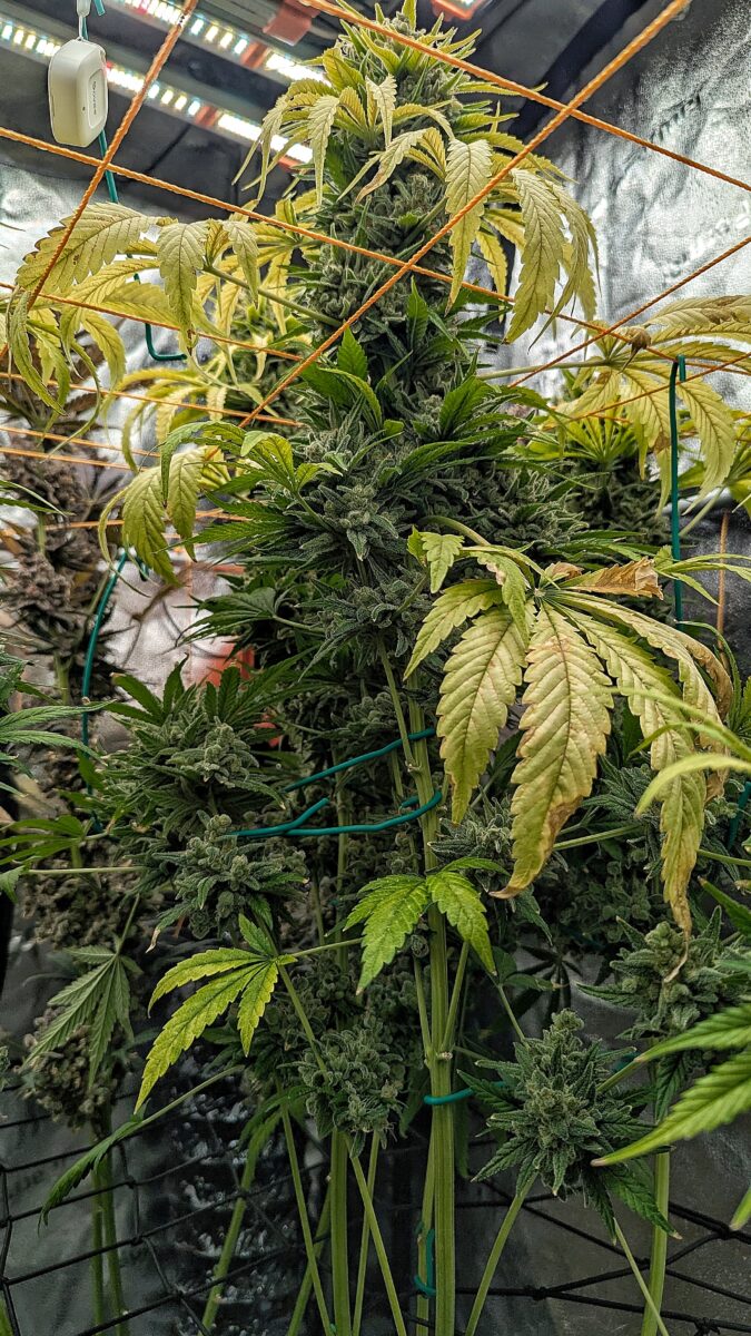 bbs-grow-diaries/week-553508-diary-528437-user-38149-698bd47926712