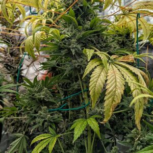 Flowering Week - 16 - God’s Gift - 4