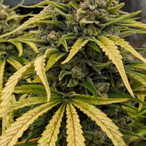 Flowering Week - 16 - God’s Gift - 6