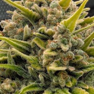 Flowering Week - 16 - God’s Gift - 7