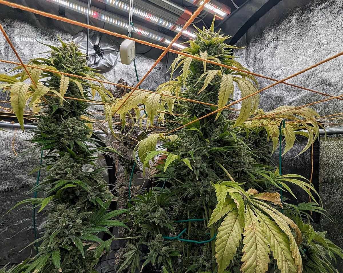 bbs-grow-diaries/week-553508-diary-528437-user-38149-698bd48191bc8