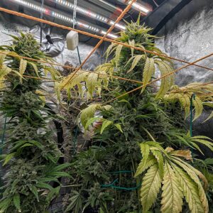 God’s Gift - Flowering Week - 16