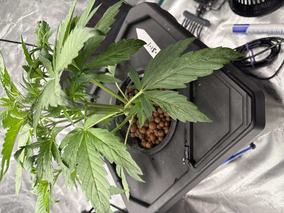 bbs-grow-diaries/week-553618-diary-553611-user-43457-698c5d44e2553