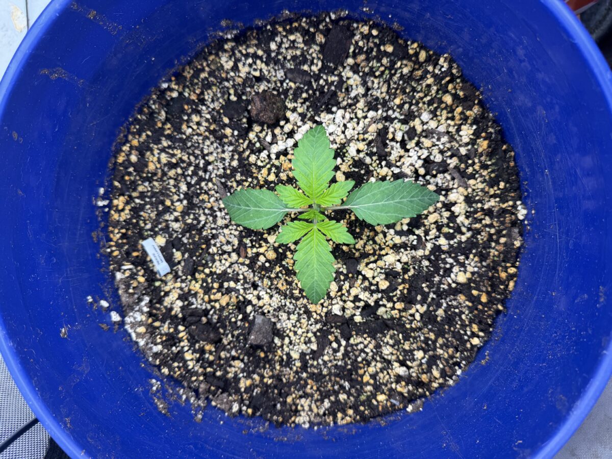 bbs-grow-diaries/week-553736-diary-553735-user-46493-698d1bccbb5e5