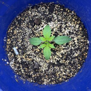 Vegetation Week - 1 - Reeze McFlurry - 1