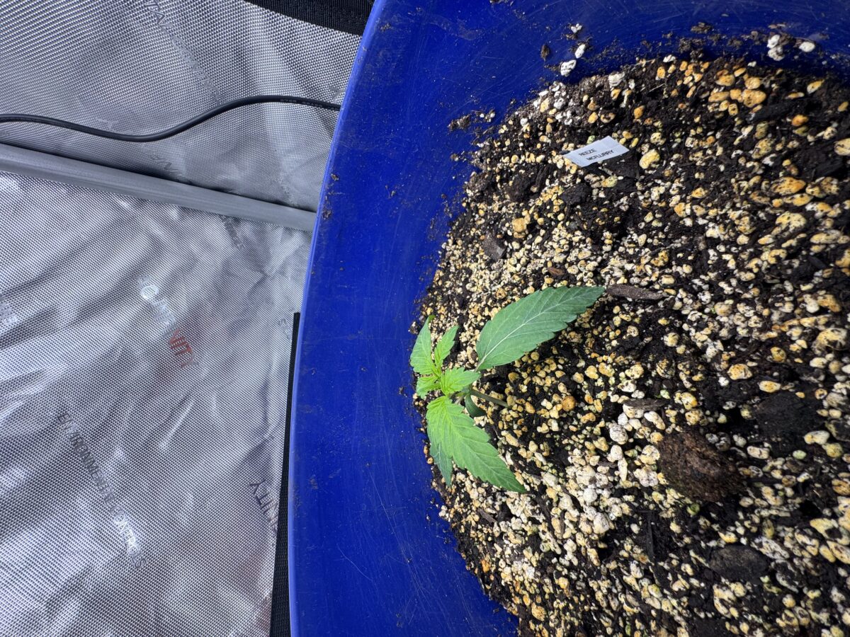 bbs-grow-diaries/week-553736-diary-553735-user-46493-698d1bcf297b8