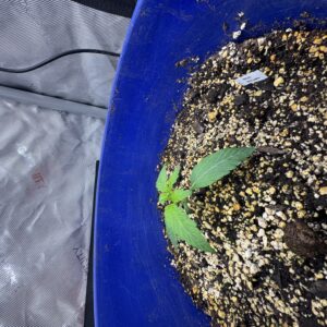 Vegetation Week - 1 - Reeze McFlurry - 2