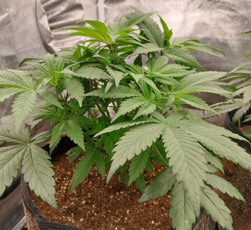 bbs-grow-diaries/week-553956-diary-542789-user-9188-698e08a9428dc