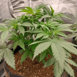 Flowering Week - 6 - Purple Punch - 1