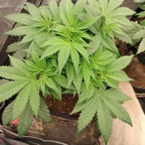 Flowering Week - 6 - Purple Punch - 2