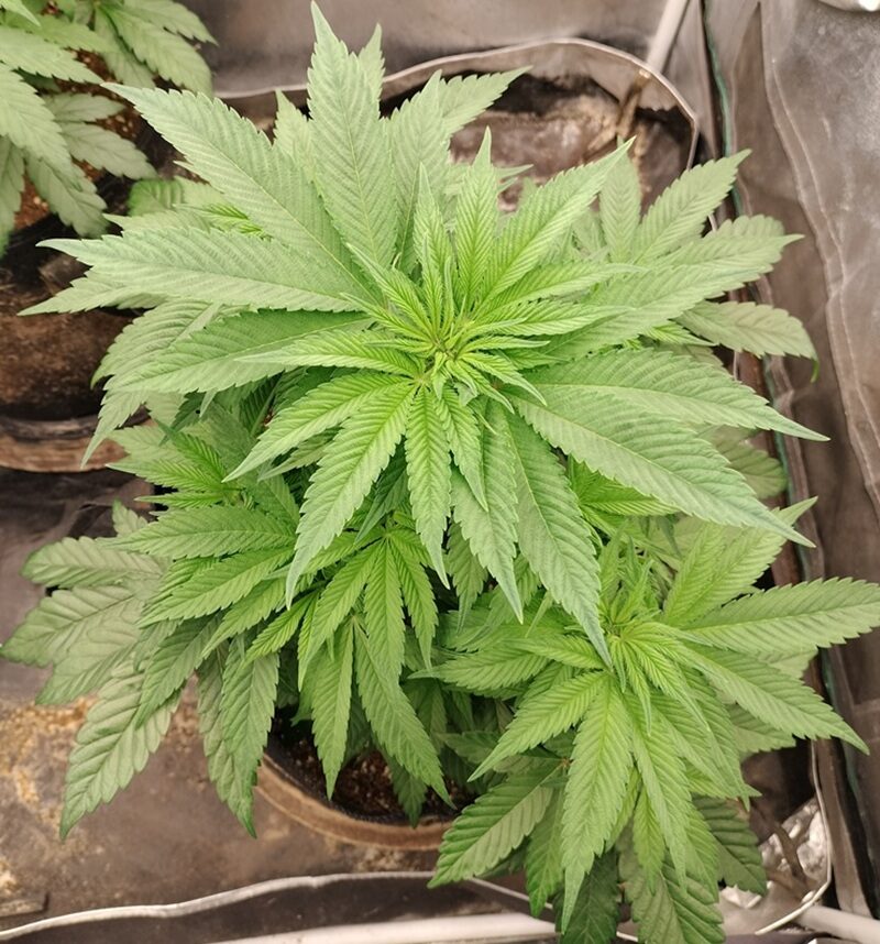 bbs-grow-diaries/week-553957-diary-542782-user-9188-698e0985b0cf6