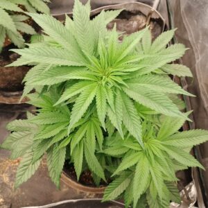 Flowering Week - 6 - Cereal Milk - 1