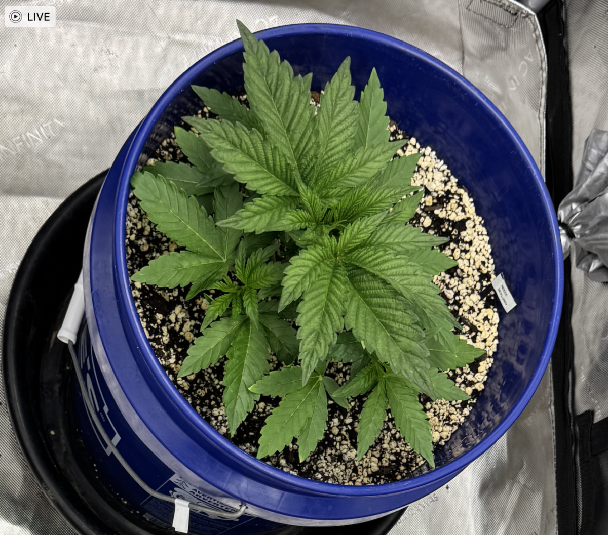 bbs-grow-diaries/week-554008-diary-553735-user-46493-698e7bab3bb6c