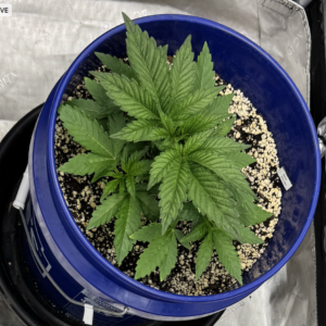 Vegetation Week - 3 - Reeze McFlurry - 1