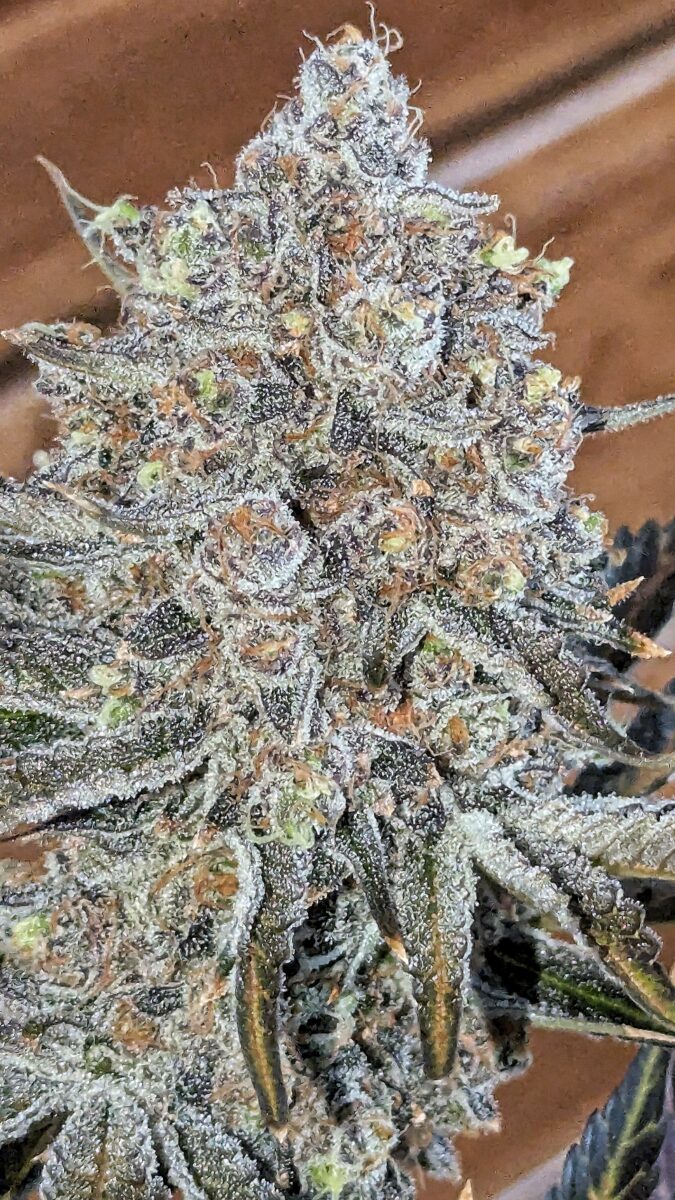 bbs-grow-diaries/week-554203-diary-528534-user-38149-698f6f921522d