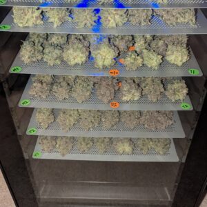 Granddaddy Purple - Harvest Week - 15