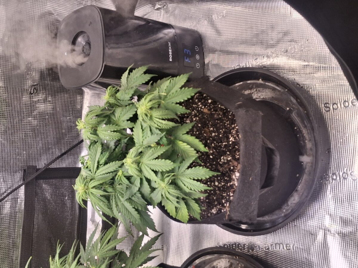 bbs-grow-diaries/week-554294-diary-548592-user-47707-6990d8cfb4d1b