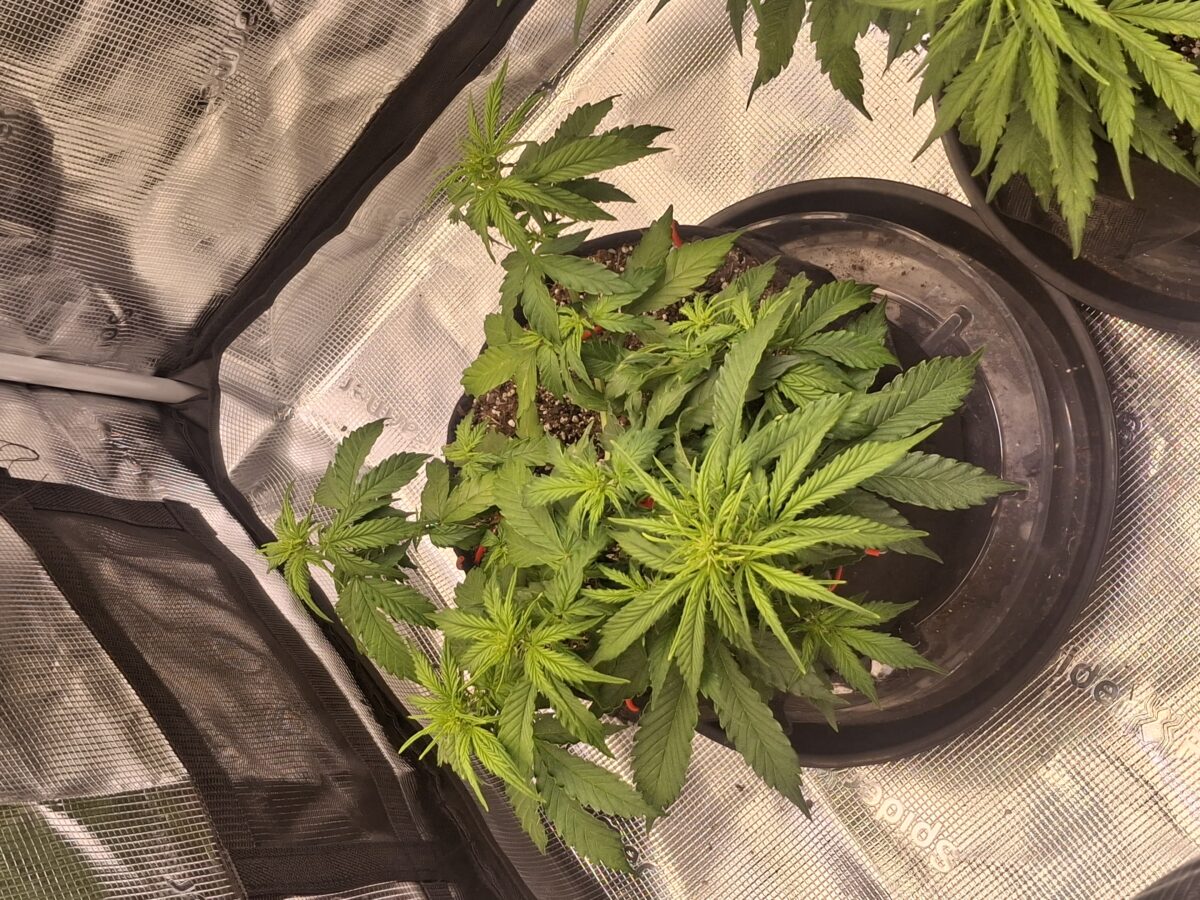 bbs-grow-diaries/week-554294-diary-548592-user-47707-6990d8d1da2c1