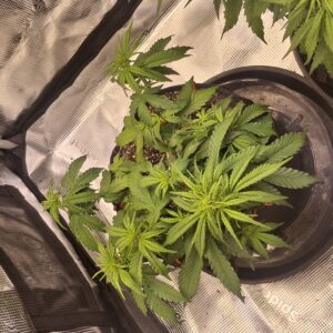 Vegetation Week - 4 - Lemon Skunk Autoflower - 2