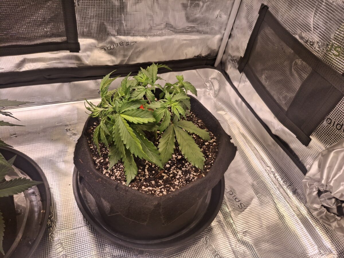 bbs-grow-diaries/week-554294-diary-548592-user-47707-6990d8d4018fe