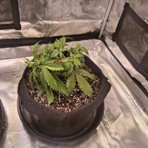 Vegetation Week - 4 - Lemon Skunk Autoflower - 3